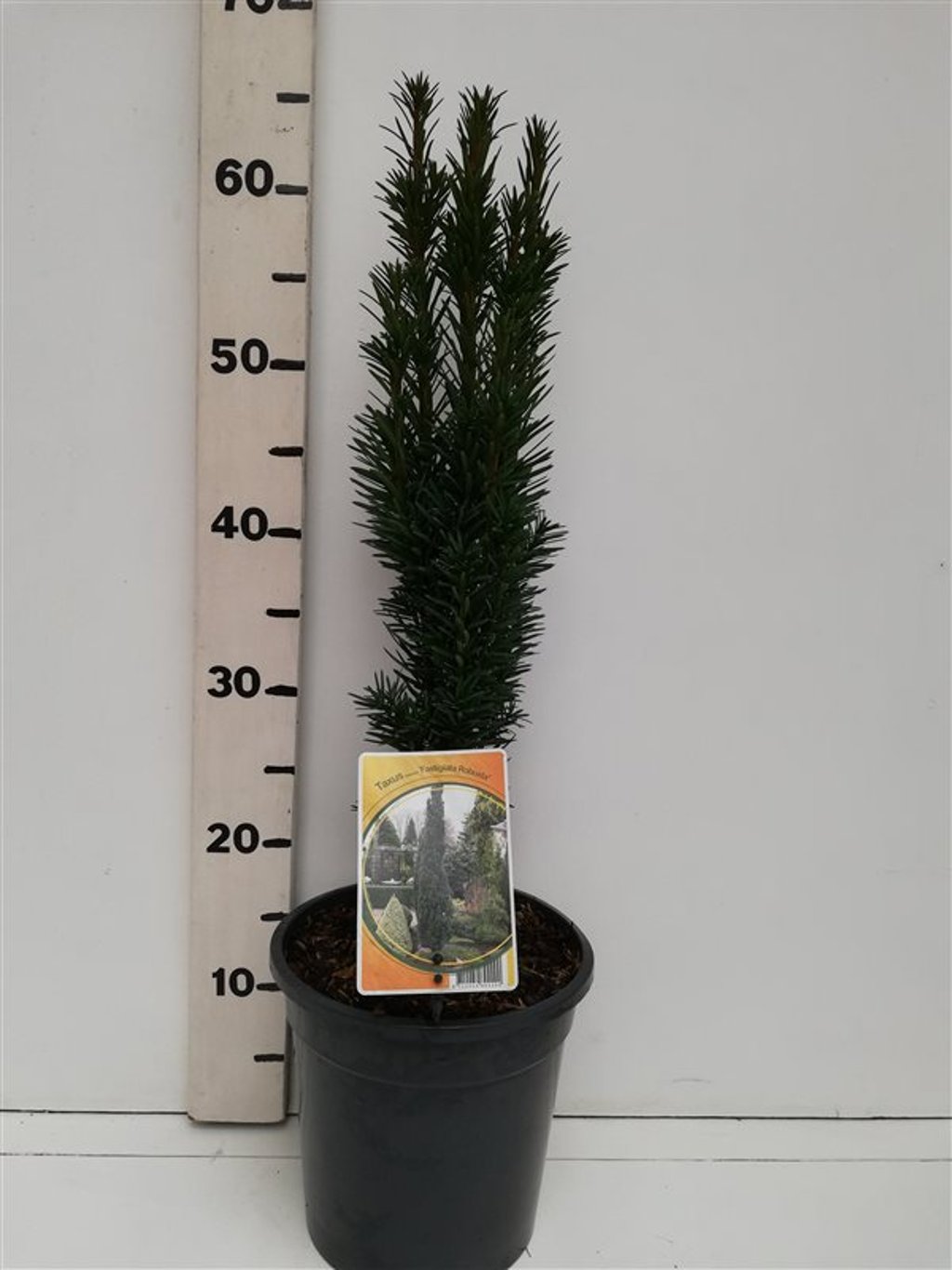 Taxus b. 'Fastigiata Robusta' - C3 40-50 CM